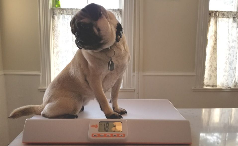 Khaleesi Eat Smart Scale