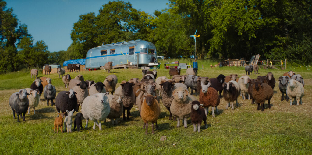 The Sheep Detectives Review